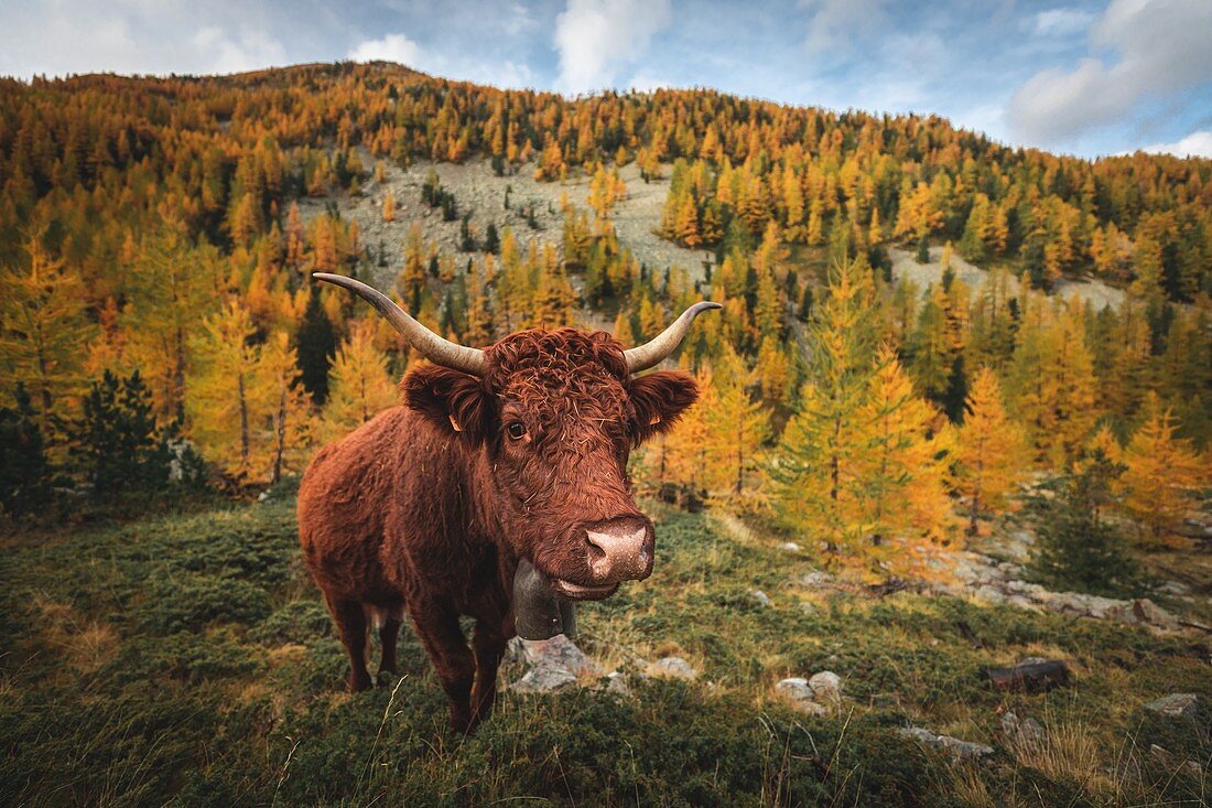 COW IN A FOREST OF LARCHES IN AUTUMN COLORS, MERCANTOUR NATIONAL PARK, SAINT-MARTIN-VESUBIE, PROVENCE-ALPES-COTE-D'AZUR, (06) ALPES-MARITIMES, FRANCE