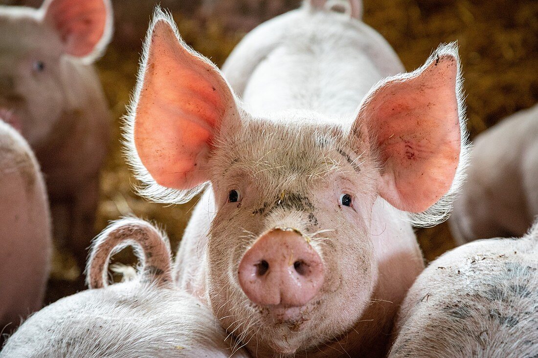 FREE-RANGE PIG FARM, LES LYRE ORGANIC FARM, LA VIEILLE-LYRE, FRANCE