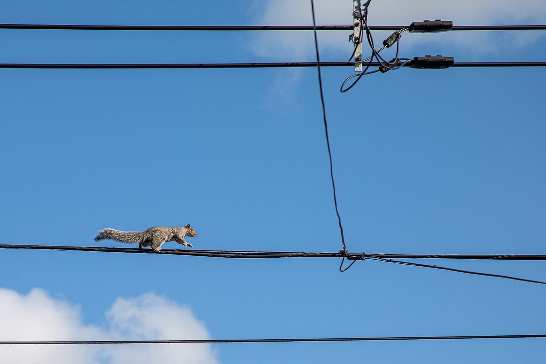 GRAY SQUIRREL ON THE CITY'S ELECTRIC CABLES, MONTREAL, QUEBEC, CANADA