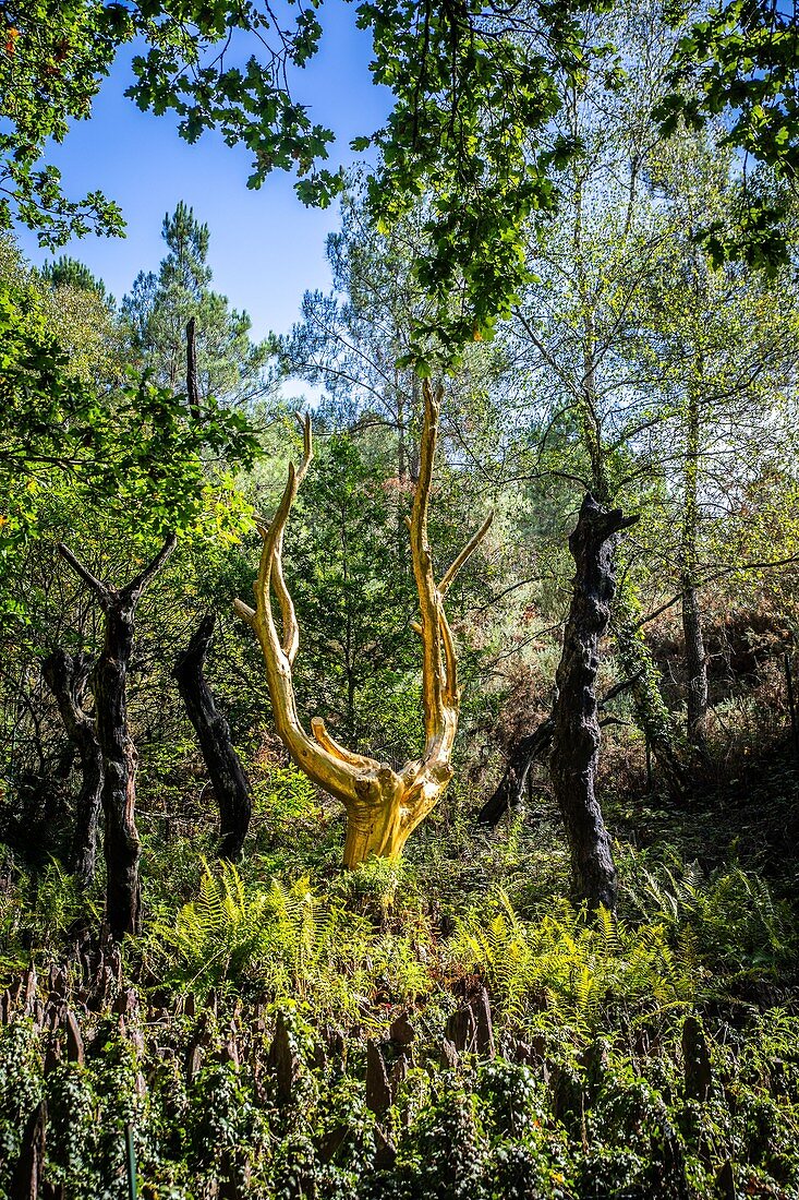 THE GOLDEN TREE, THE VALE OF NO RETURN, TREHORENTEUC (35), BRITTANY, FRANCE