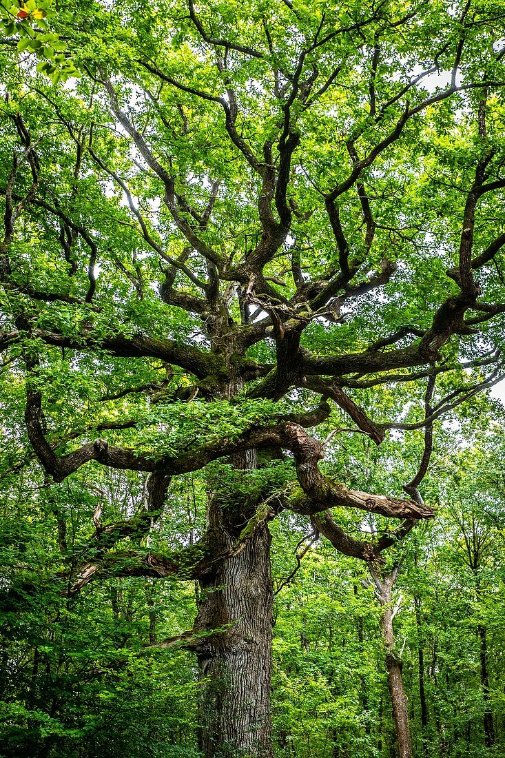 THE OAK OF THE HINDRES, A REMARKABLE TREE SEVERAL HUNDRED YEARS OLD, FOREST OF BROCELIANDE, PAIMPONT (35), BRITTANY, FRANCE