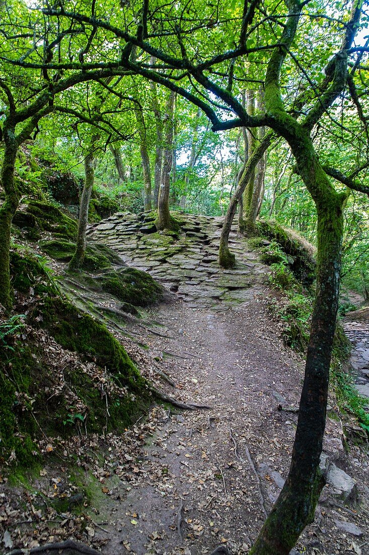 Val Sans Retour (Tal Ohne Wiederkehr), Wald von Broceliande, Legendäre Stätte, Bekannt Als die Domäne von Morgan Le Fay, der Halbschwester von König Artus, Sie Kannte die Magie Des Merlin, Trehorenteuc , Bretagne, Frankreich