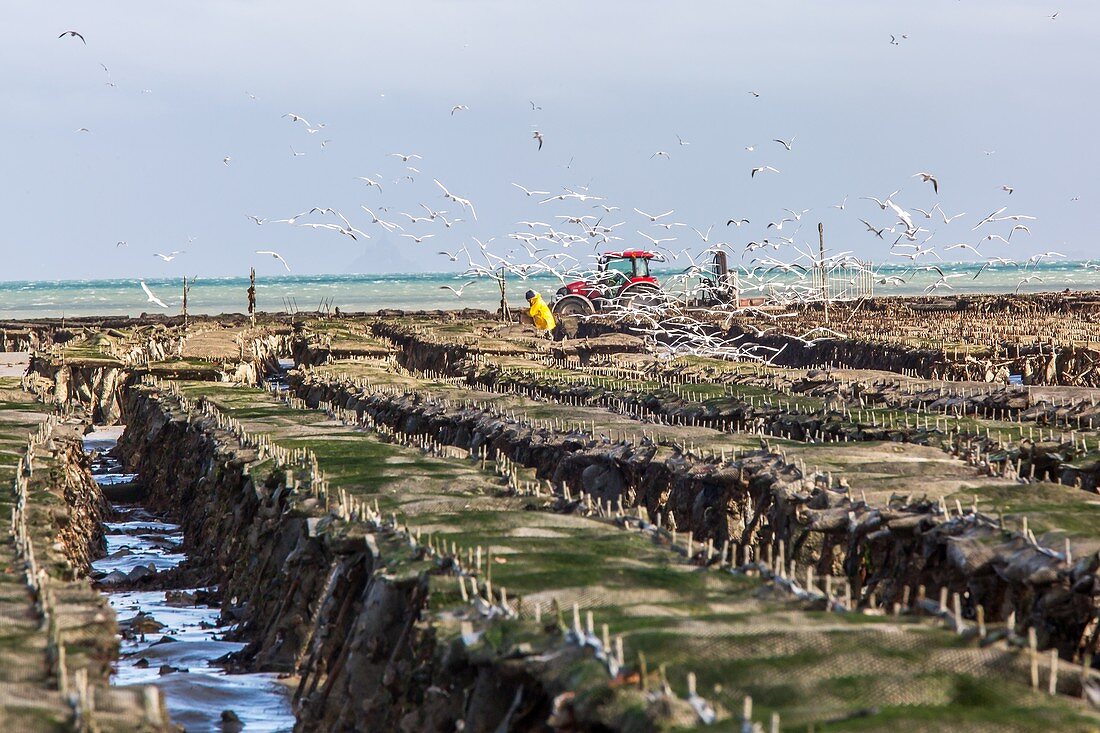 GATHERING IN THE OYSTER BAGS, OYSTER BEDS, CANCALE, ILLE-ET-VILAINE (35), FRANCE