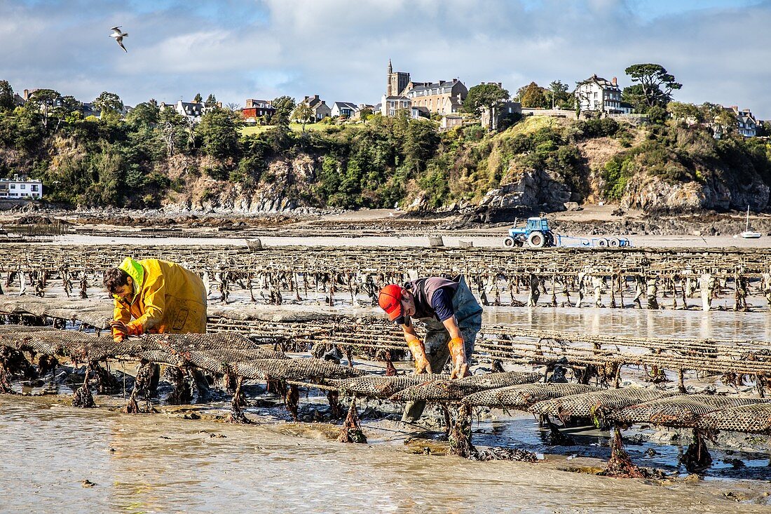 GATHERING IN THE OYSTER BAGS, OYSTER BEDS, POINTE DU HOCK, CANCALE, ILLE-ET-VILAINE (35), FRANCE