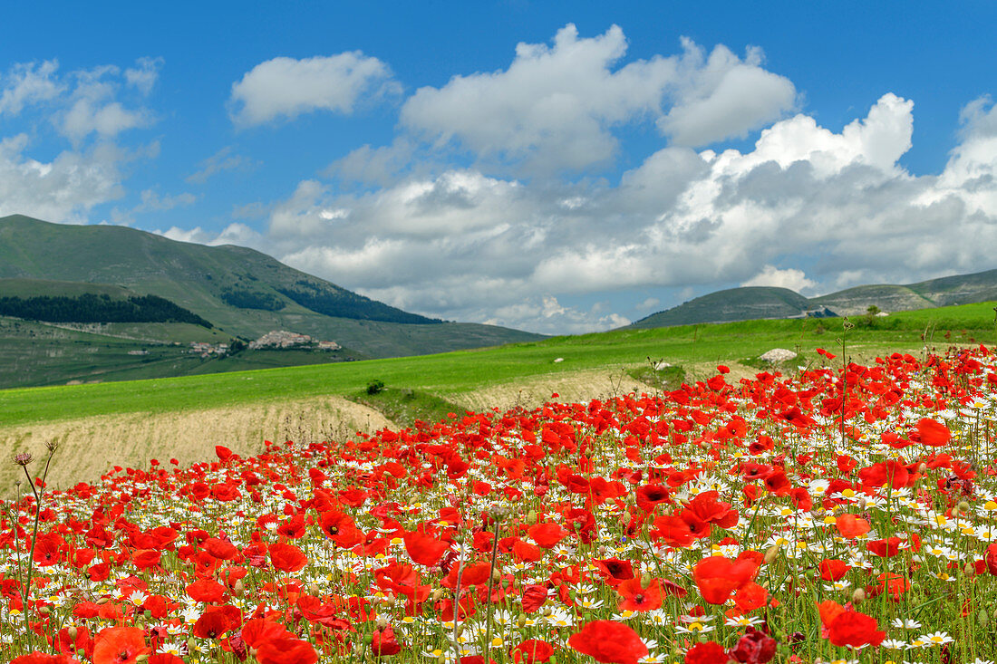 Blooming poppy field, Castelluccio, Sibillini Mountains, Monti Sibillini, Monti Sibillini National Park, Parco nazionale dei Monti Sibillini, Apennines, Marche, Umbria, Italy