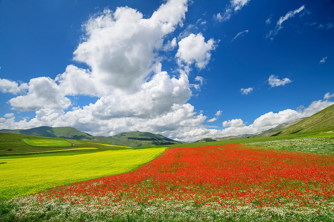 Blühendes Mohn- und Rapsfeld, Castelluccio, Sibillinische Berge, Monti Sibillini, Nationalpark Monti Sibillini, Parco nazionale dei Monti Sibillini, Apennin, Marken, Umbrien, Italien