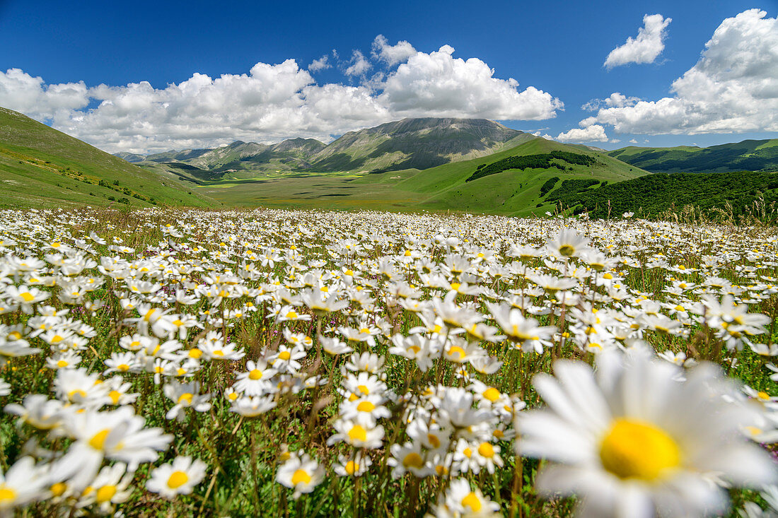 Blooming daisies with Sibillini Mountains in the background, Monti Sibillini, Monti Sibillini National Park, Parco nazionale dei Monti Sibillini, Apennines, Marche, Umbria, Italy