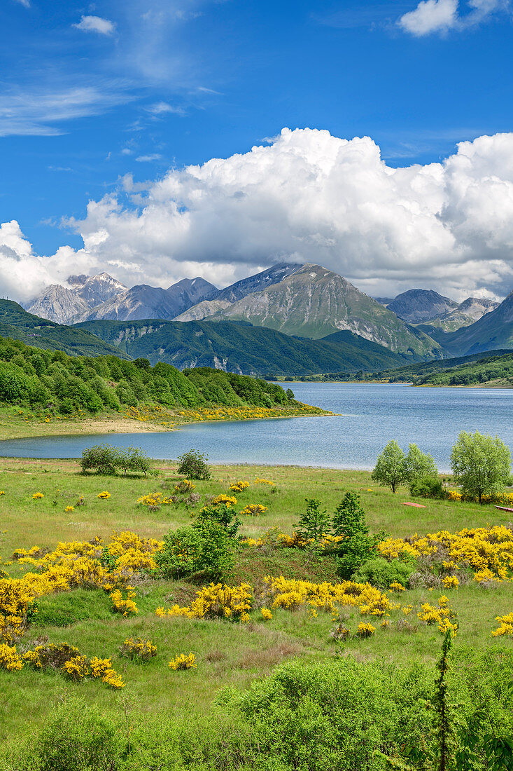 Lago Campotosto mit blühendem Ginster und Gran Sasso im Hintergrund, Lago Campotosto, Nationalpark Gran Sasso, Parco nazionale Gran Sasso, Apennin, Abruzzen, Italien