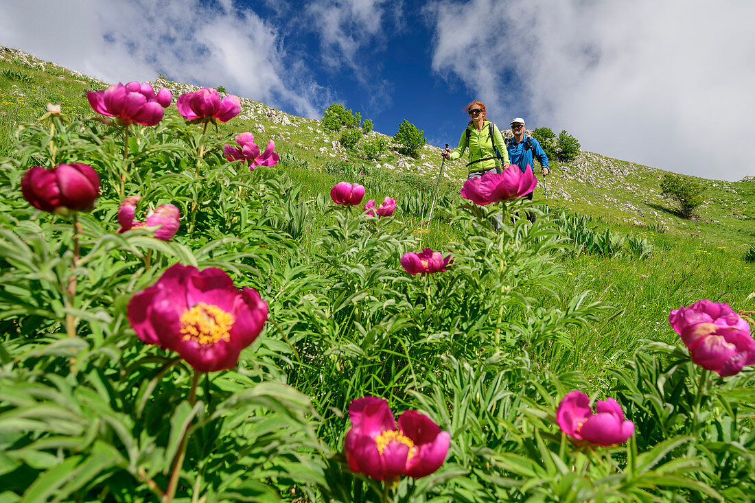 Mann und Frau wandern durch Wiese mit blühenden Pfingstrosen, Campo Imperatore, Nationalpark Gran Sasso, Parco nazionale Gran Sasso, Apennin, Abruzzen, Italien