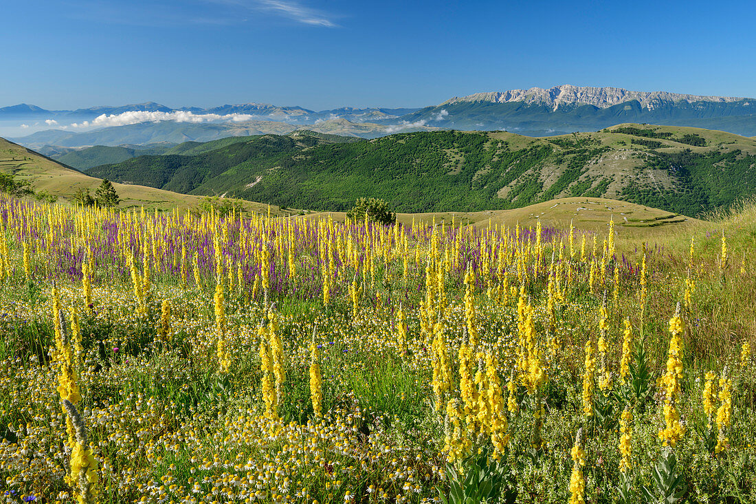 Blooming mullein with Monte Sirente in the background, Gran Sasso National Park, Parco nazionale Gran Sasso, Apennines, Abruzzo, Italy