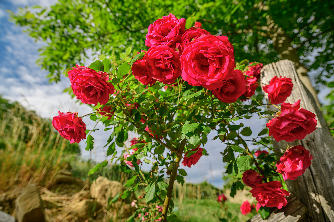 Red blooming rose bush, Grande Anello dei Sibillini, Sibillini Mountains, Monti Sibillini, National Park Monti Sibillini, Parco nazionale dei Monti Sibillini, Apennines, Marche, Umbria, Italy