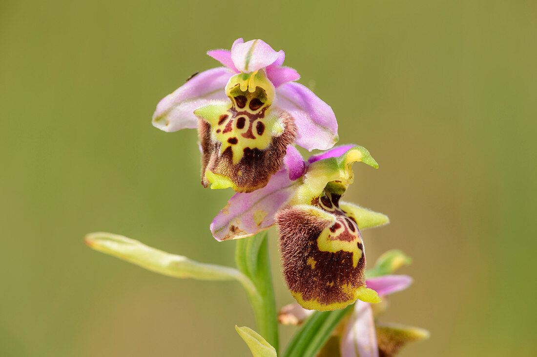 Hummelragwurz, Ophrys holoserica, Grande Anello dei Sibillini, Sibillinische Berge, Monti Sibillini, Nationalpark Monti Sibillini, Parco nazionale dei Monti Sibillini, Apennin, Marken, Umbrien, Italien