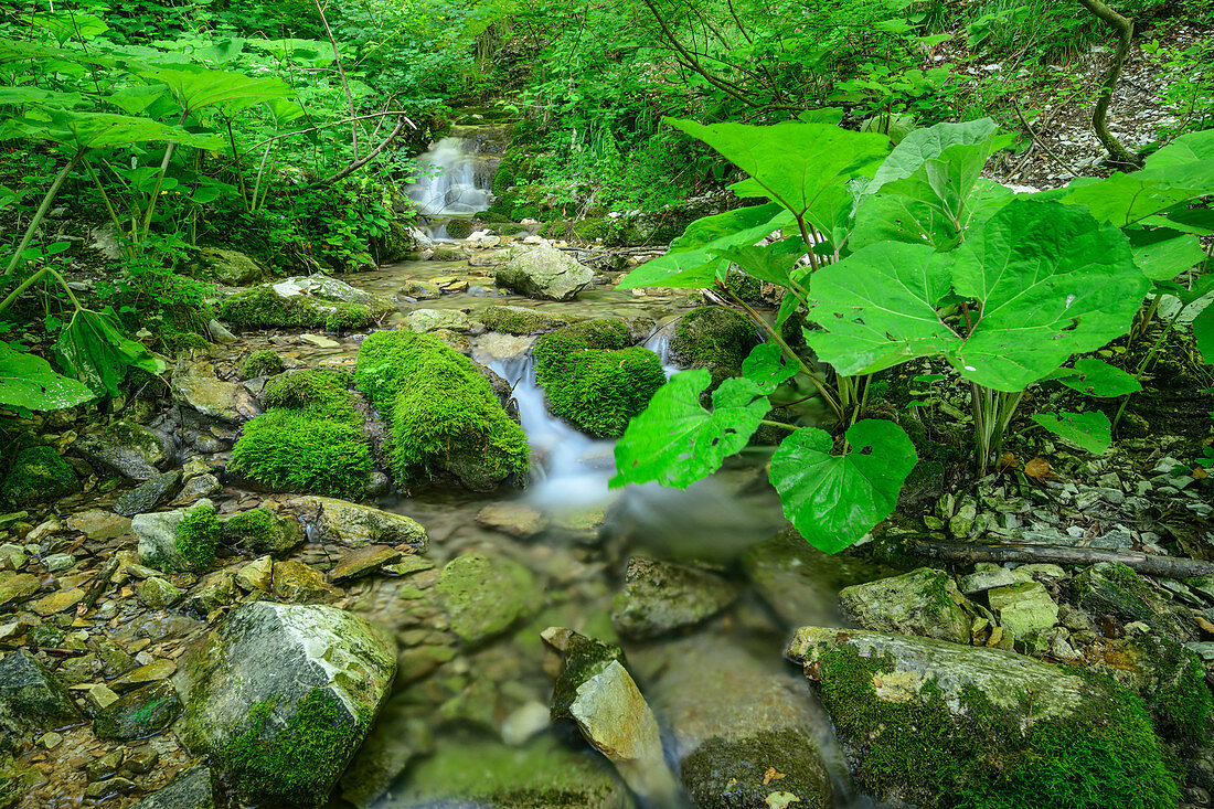 Small stream flows over mossy stones, Grande Anello dei Sibillini, Sibillini Mountains, Monti Sibillini, National Park Monti Sibillini, Parco nazionale dei Monti Sibillini, Apennines, Marche, Umbria, Italy