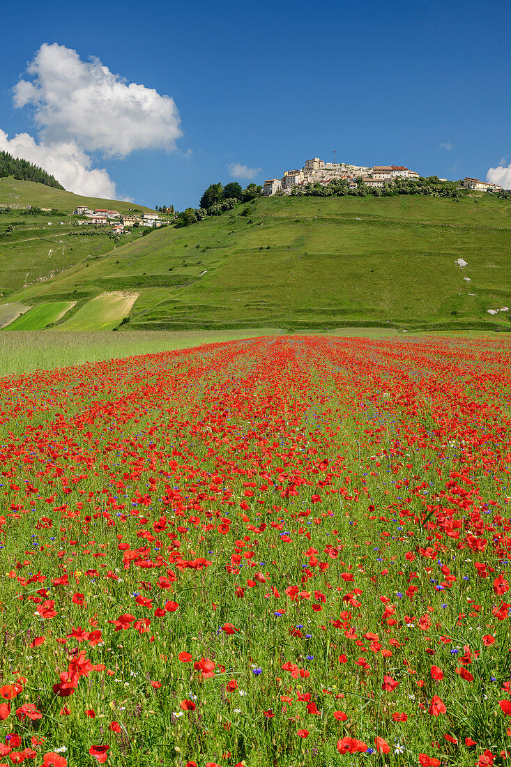 Blooming poppy field with Castelluccio in the background, Castelluccio, Sibillini Mountains, Monti Sibillini, Monti Sibillini National Park, Parco nazionale dei Monti Sibillini, Apennines, Marche, Umbria, Italy