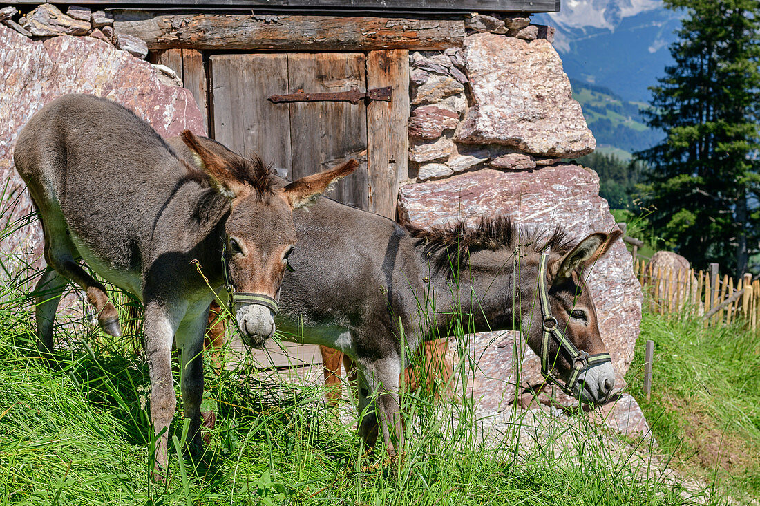 Zwei Esel vor Almhütte, Kitzbüheler Alpen, Tirol, Österreich