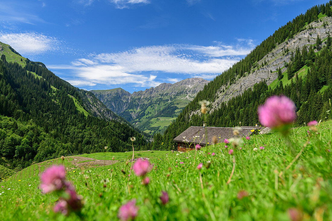 Alpine meadow and buildings of the Gadenalpe, Großes Walsertal Biosphere Reserve, Lechquellen Mountains, Vorarlberg, Austria