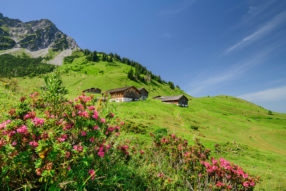 Blühende Almrosen mit Alpe Steris im Hintergrund, Biosphärenreservat Großes Walsertal, Lechquellengebirge, Vorarlberg, Österreich