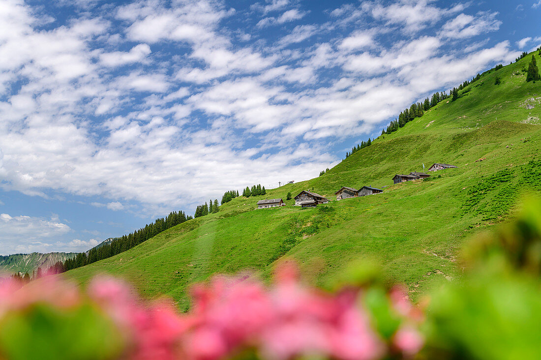 View of Alpe Oberpartnun, Großes Walsertal Biosphere Reserve, Lechquellen Mountains, Vorarlberg, Austria