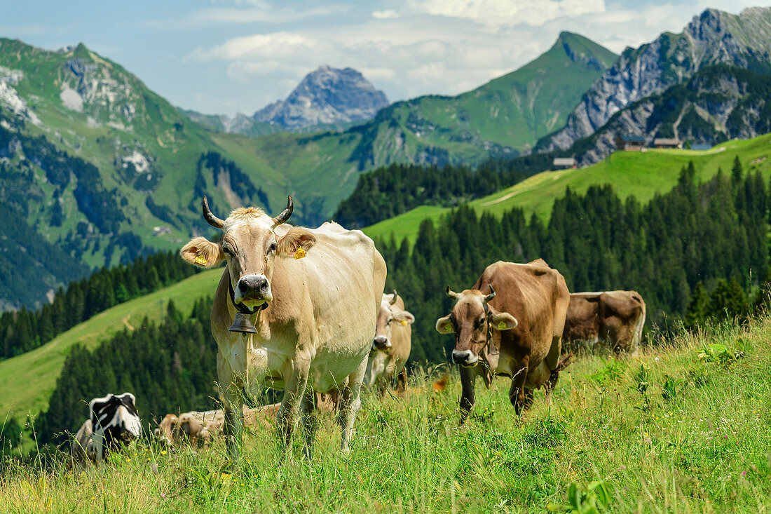 Cows on alpine pasture, Alpe Steris, Großes Walsertal Biosphere Reserve, Lechquellen Mountains, Vorarlberg, Austria