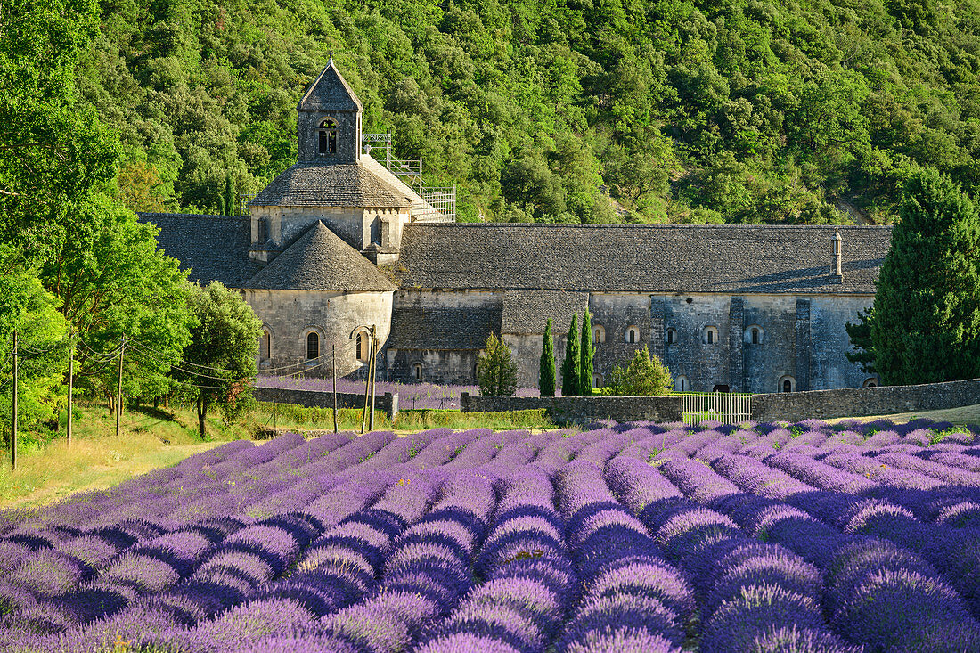 Kloster Senanque mit blühendem Lavendelfeld im Vordergrund, Notre-Dame de Senanque, Abbaye Senanque, Vaucluse, Provence-Alpes-Côte d´Azur, Frankreich