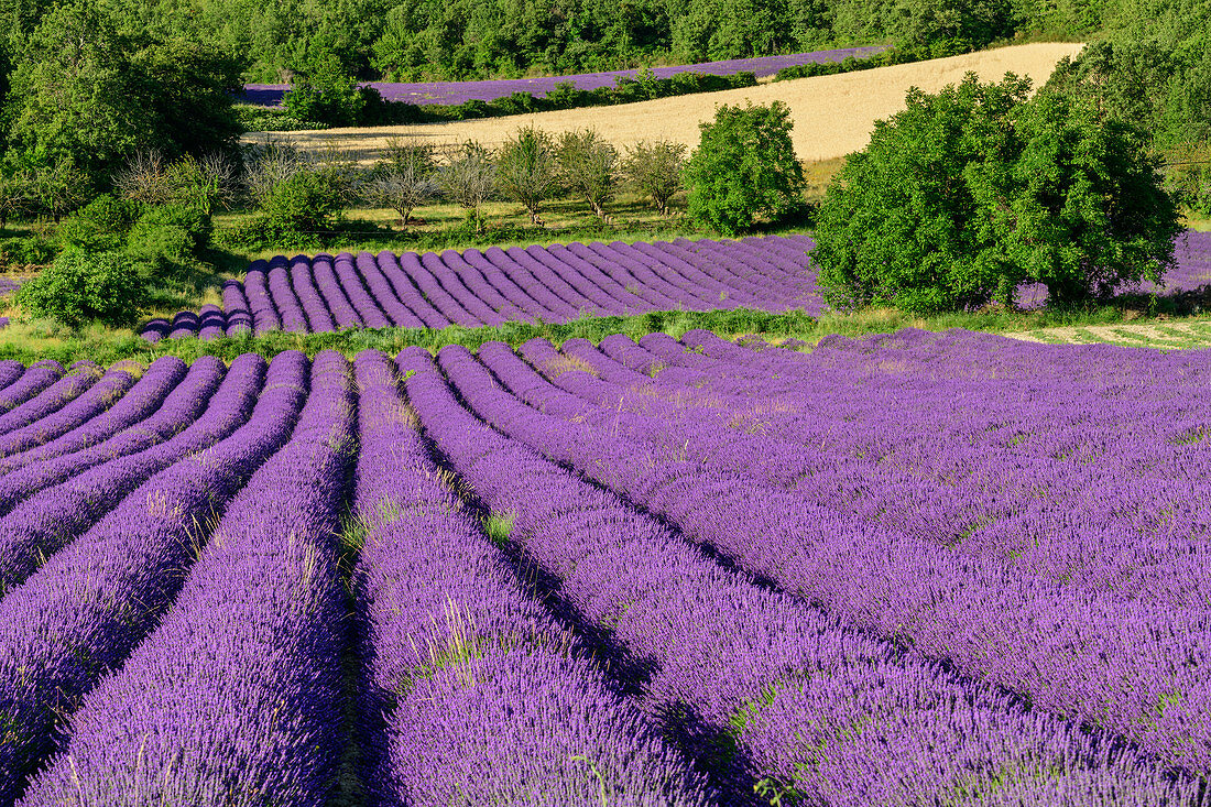 Blooming lavender fields, Grand Luberon, Luberon Natural Park, Vaucluse, Provence-Alpes-Cote d'Azur, France