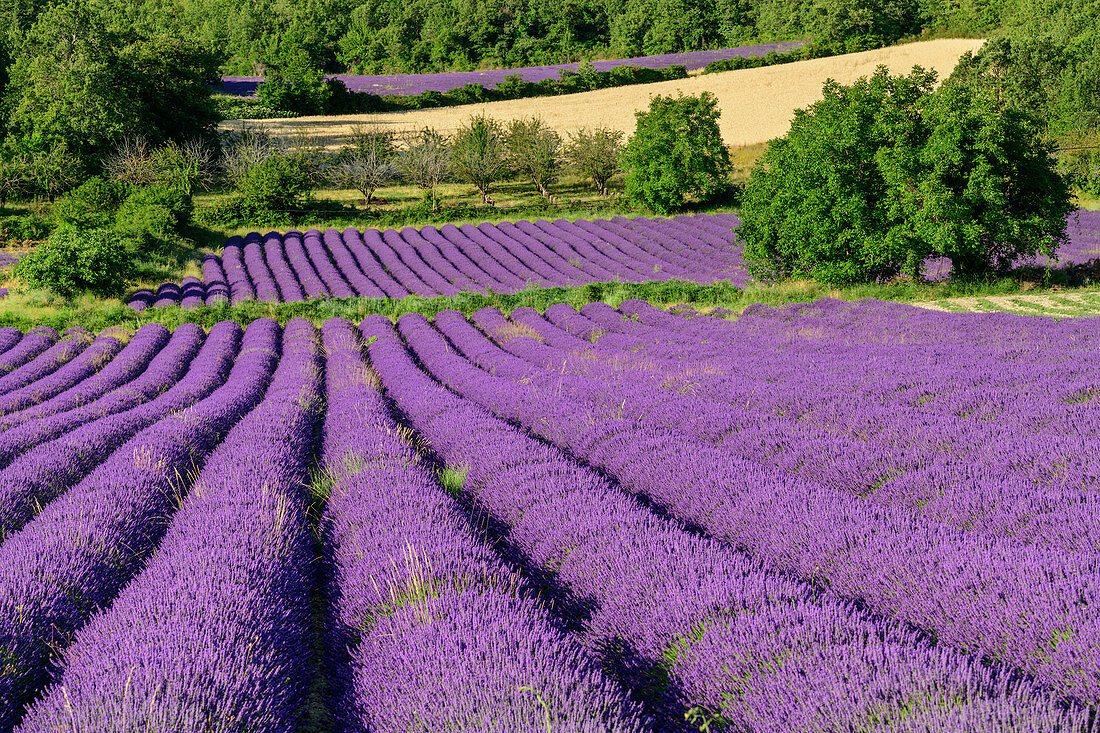 Blühende Lavendelfelder, Grand Luberon, Naturpark Luberon, Vaucluse, Provence-Alpes-Côte d´Azur, Frankreich