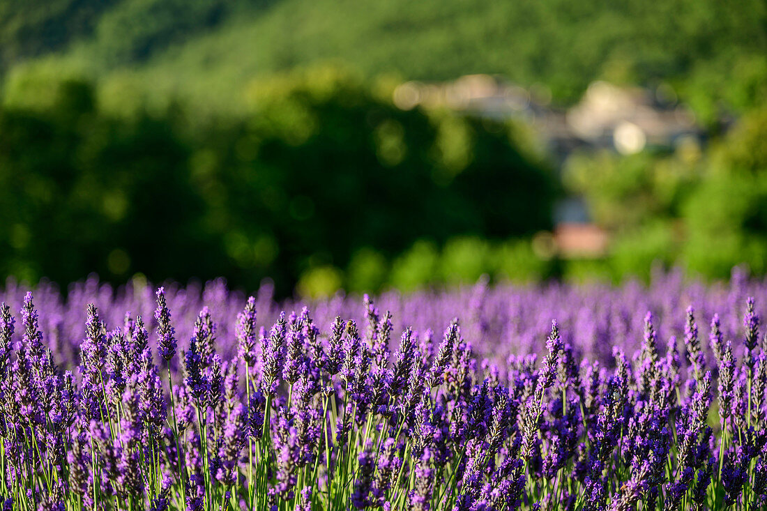 Blooming lavender field, Grand Luberon, Luberon Natural Park, Vaucluse, Provence-Alpes-Cote d'Azur, France