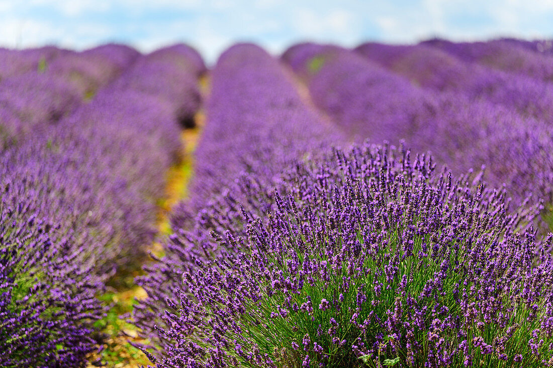 Blooming lavender field, Valensole, Verdon Nature Park, Alpes-de-Haute-Provence, Provence-Alpes-Cote d'Azur, France