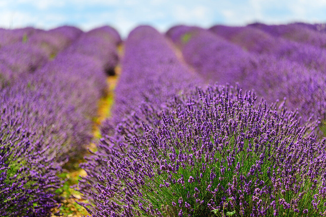 Blühendes Lavendelfeld, Valensole, Naturpark Verdon, Alpes-de-Haute-Provence, Provence-Alpes-Côte d´Azur, Frankreich