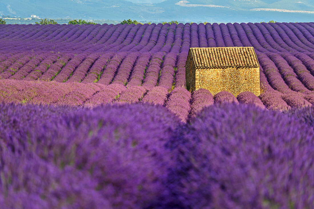 Blühendes Lavendelfeld mit Haus, Valensole, Naturpark Verdon, Alpes-de-Haute-Provence, Provence-Alpes-Côte d´Azur, Frankreich