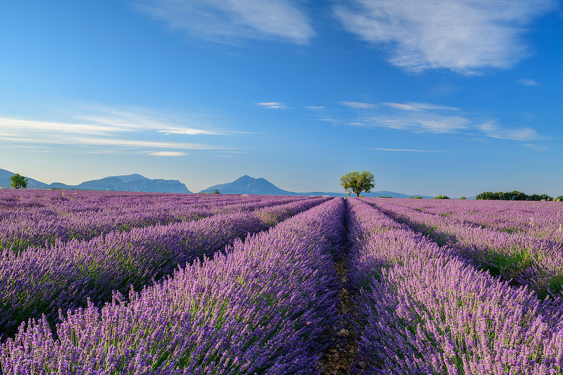 Blühendes Lavendelfeld mit Le Grand Marges im Hintergrund, Valensole, Naturpark Verdon, Alpes-de-Haute-Provence, Provence-Alpes-Côte d´Azur, Frankreich