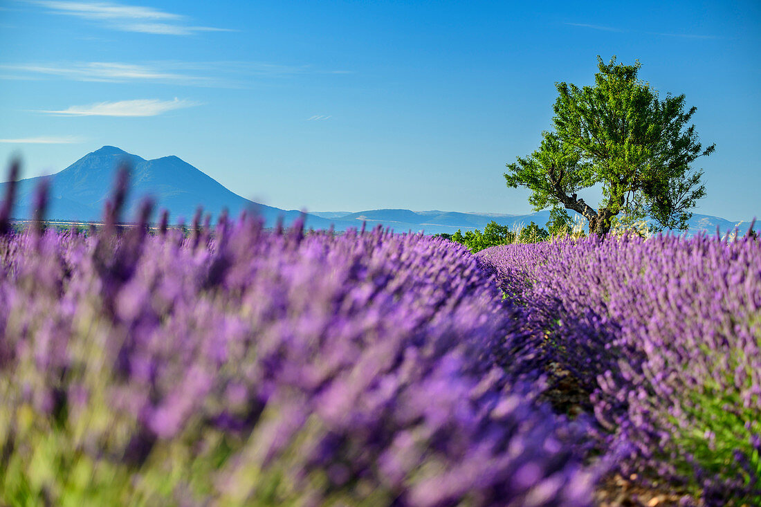 Blühendes Lavendelfeld mit Baum und Le Grand Marges im Hintergrund, Valensole, Naturpark Verdon, Alpes-de-Haute-Provence, Provence-Alpes-Côte d´Azur, Frankreich