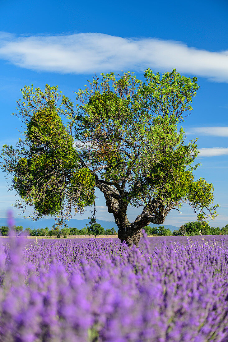 Holm oak in blooming lavender field, Valensole, Verdon Nature Park, Alpes-de-Haute-Provence, Provence-Alpes-Cote d'Azur, France