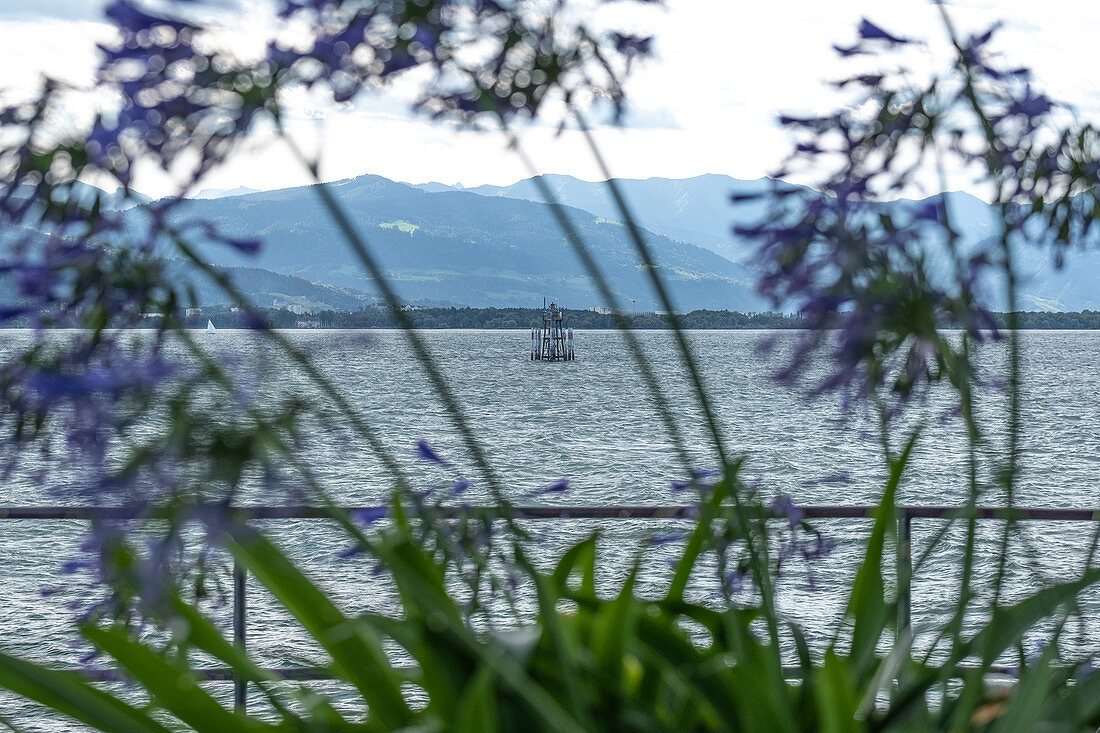 View of Lake Constance, in the foreground Agapanthus, Lindau, Bavaria, Germany, Europe