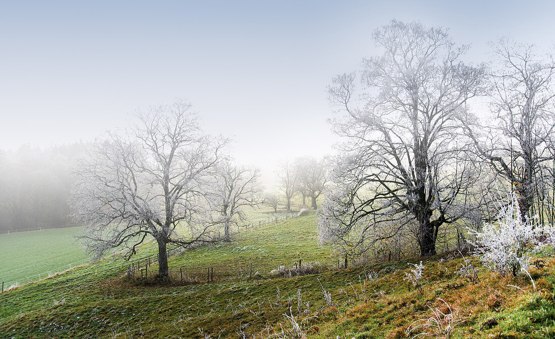 Frosted trees in winter, Ilkahöhe, Tutzing, Bavaria, Germany