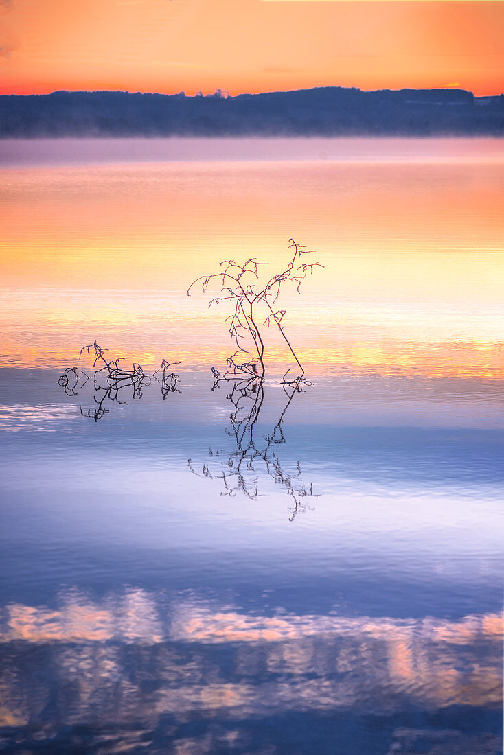 Baum im See bei Sonnenaufgang im Nebel am Starnberger See, Bayern, Deutschland