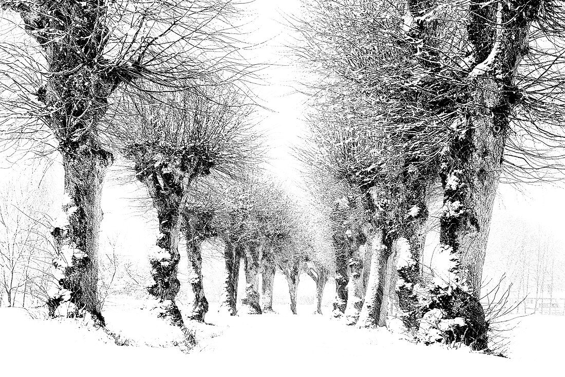 Beschneite Linden auf einer Allee, Tutzing, Deutschland