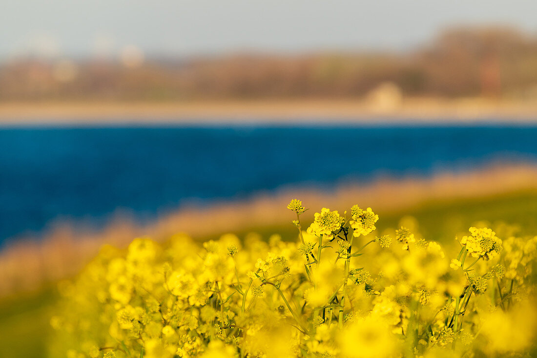 Rapsblüte mit blauem Meer im Hintergund, Weissenhäuser Strand, Ostsee, Ostholstein, Schleswig-Holstein, Deutschland
