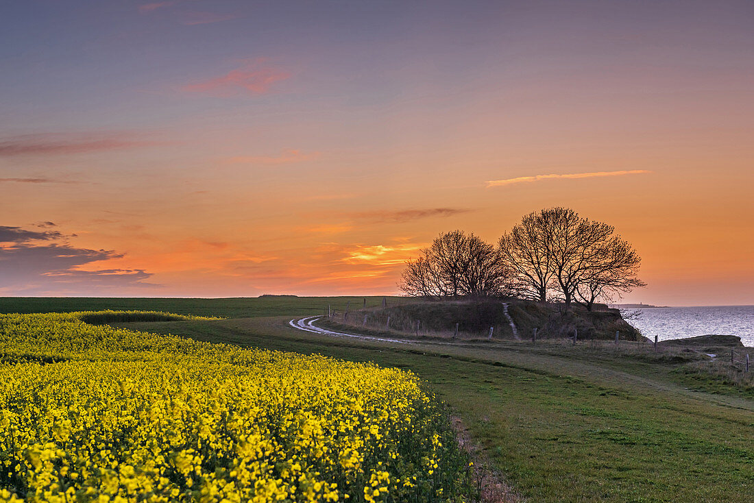 Abendstimmung mit Rapsfeld und Steilküste  an der Ostsee, Weissenhäuser Strand, Eitz, Ostholstein, Schleswig-Holstein, Deutschland