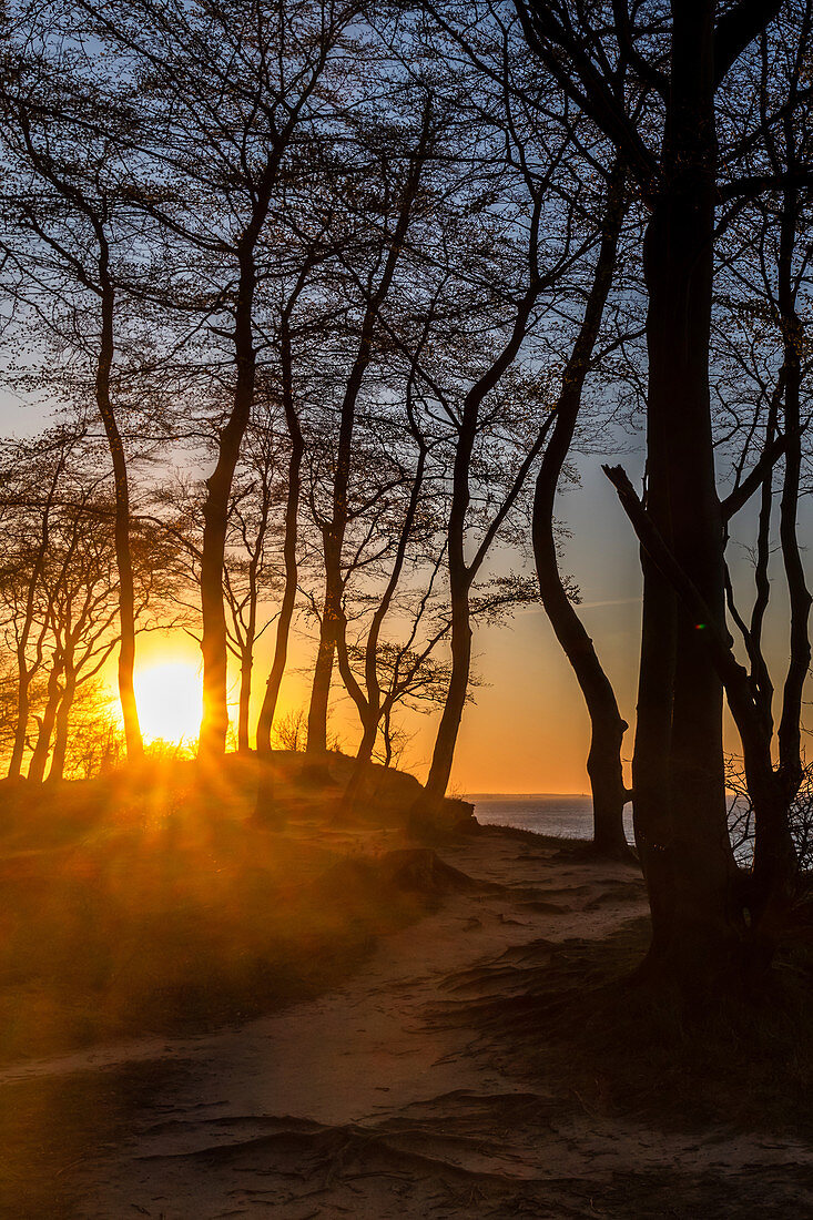 Sonnenuntergang im Wald an der Steilküste, Weissenhäuser Strand, Eitz, Ostsee, Ostholstein, Schleswig-Holstein, Deutschland