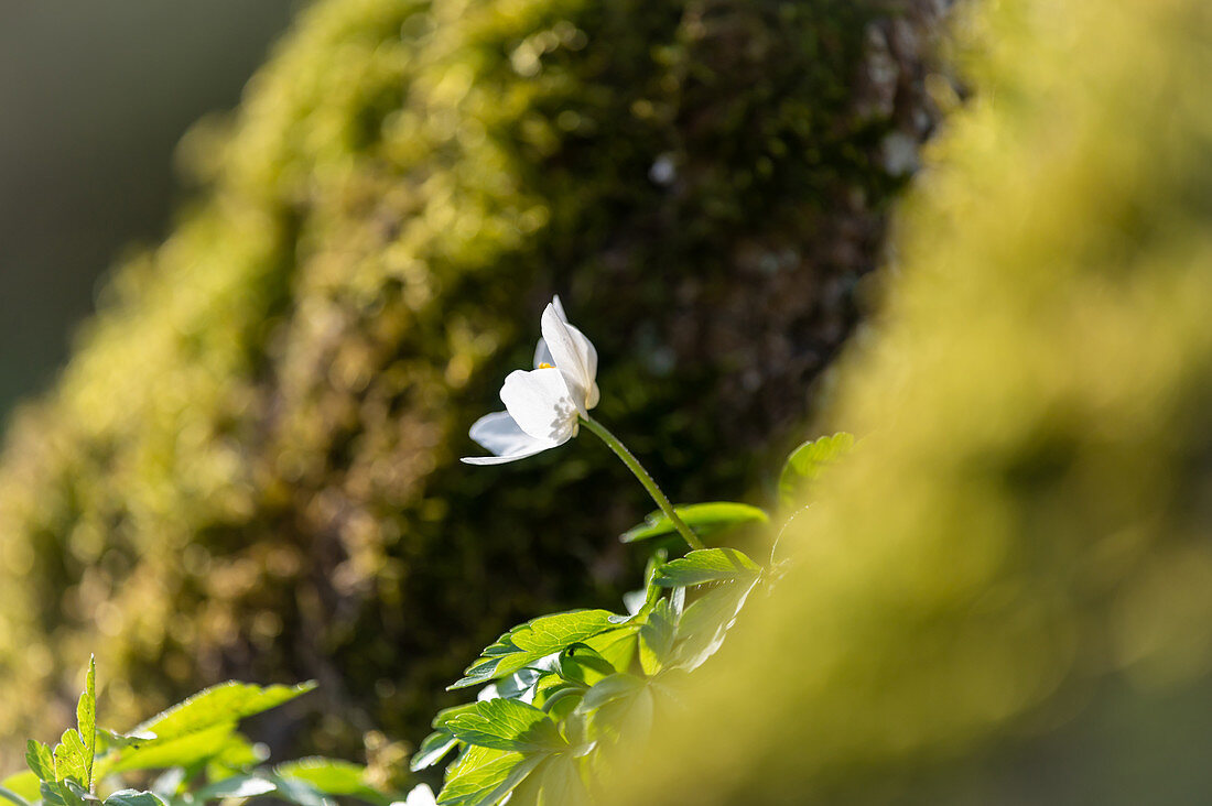 Buschwindröschen mit Bokeh im Wald, Ostholstein, Schleswig-Holstein, Deutschland