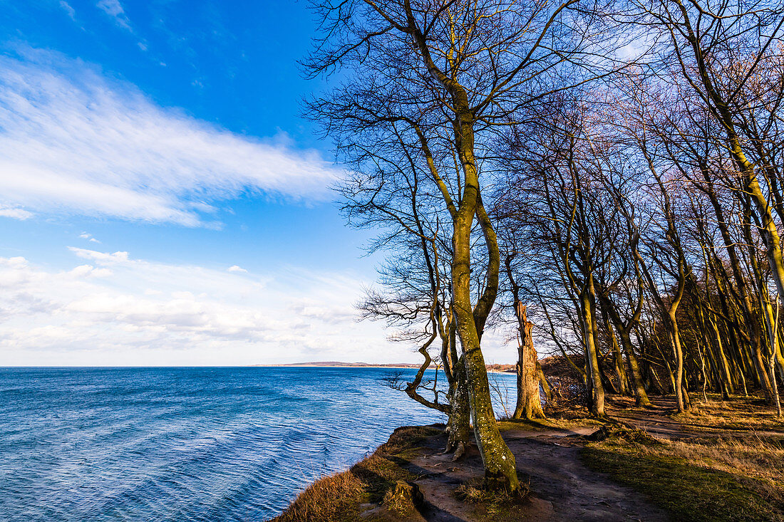 Der Wald am Eitz, Weissenhäuser Strand, Ostsee, Ostholstein, Schleswig-Holstein, Deutschland