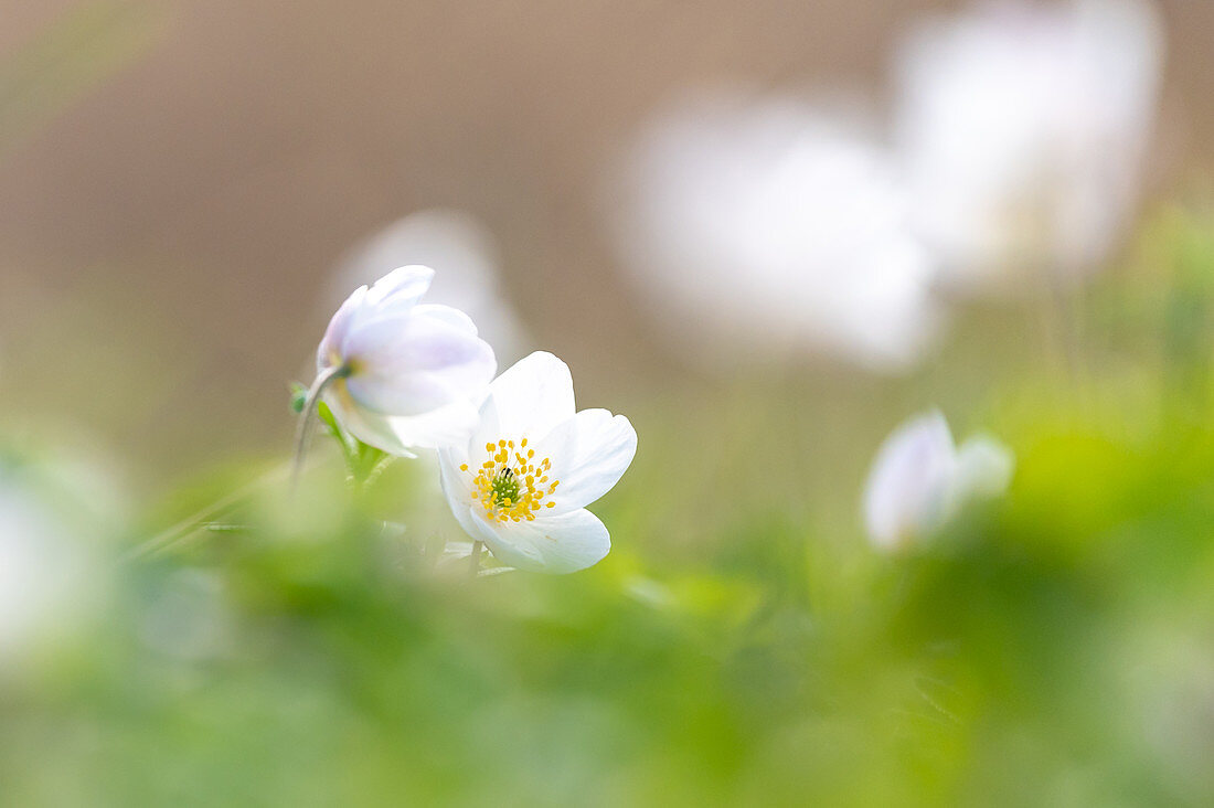 Wood anemone in the forest, Ostholstein, Schleswig-Holstein, Germany
