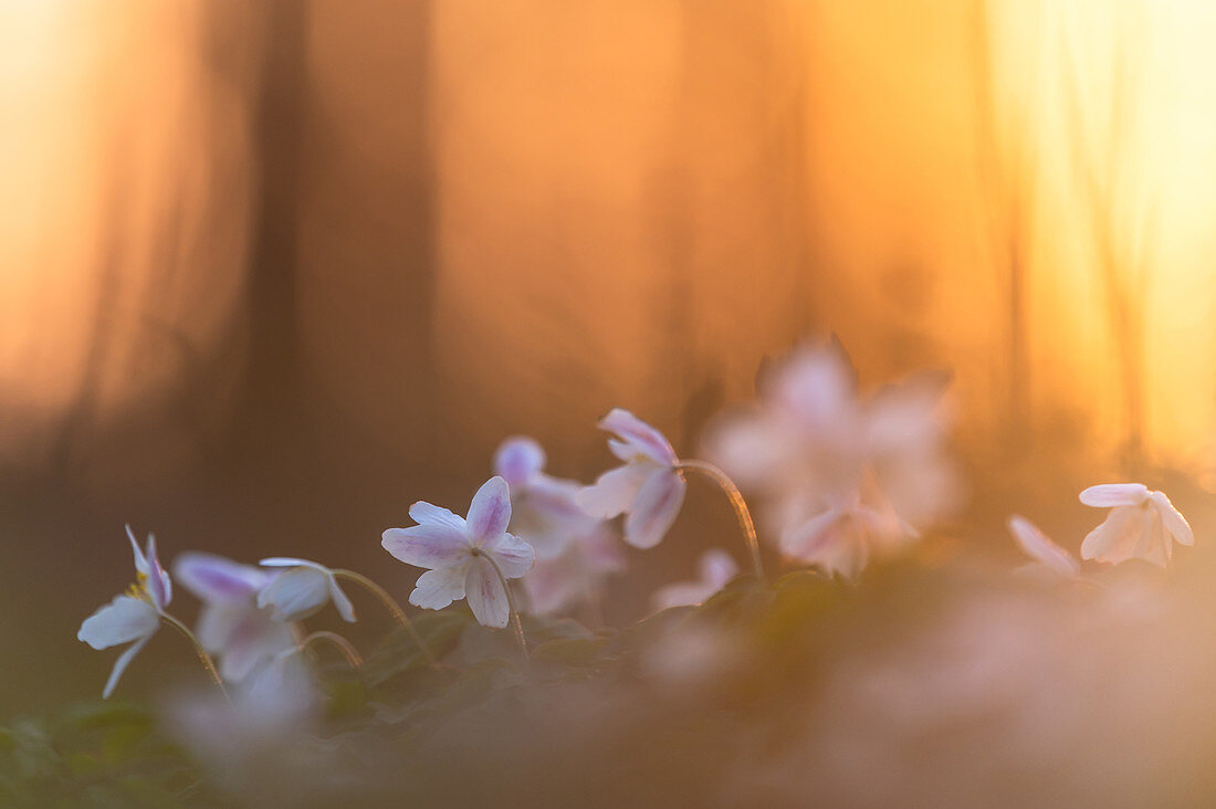 Wood anemone in the evening light, Ostholstein, Schleswig-Holstein, Germany