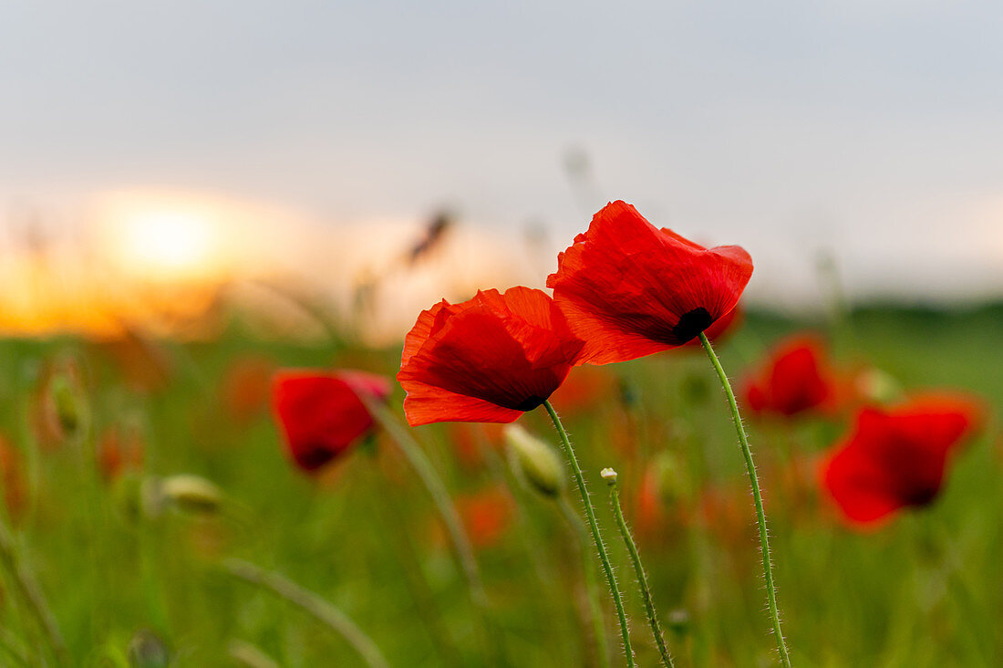 Poppy in the evening light