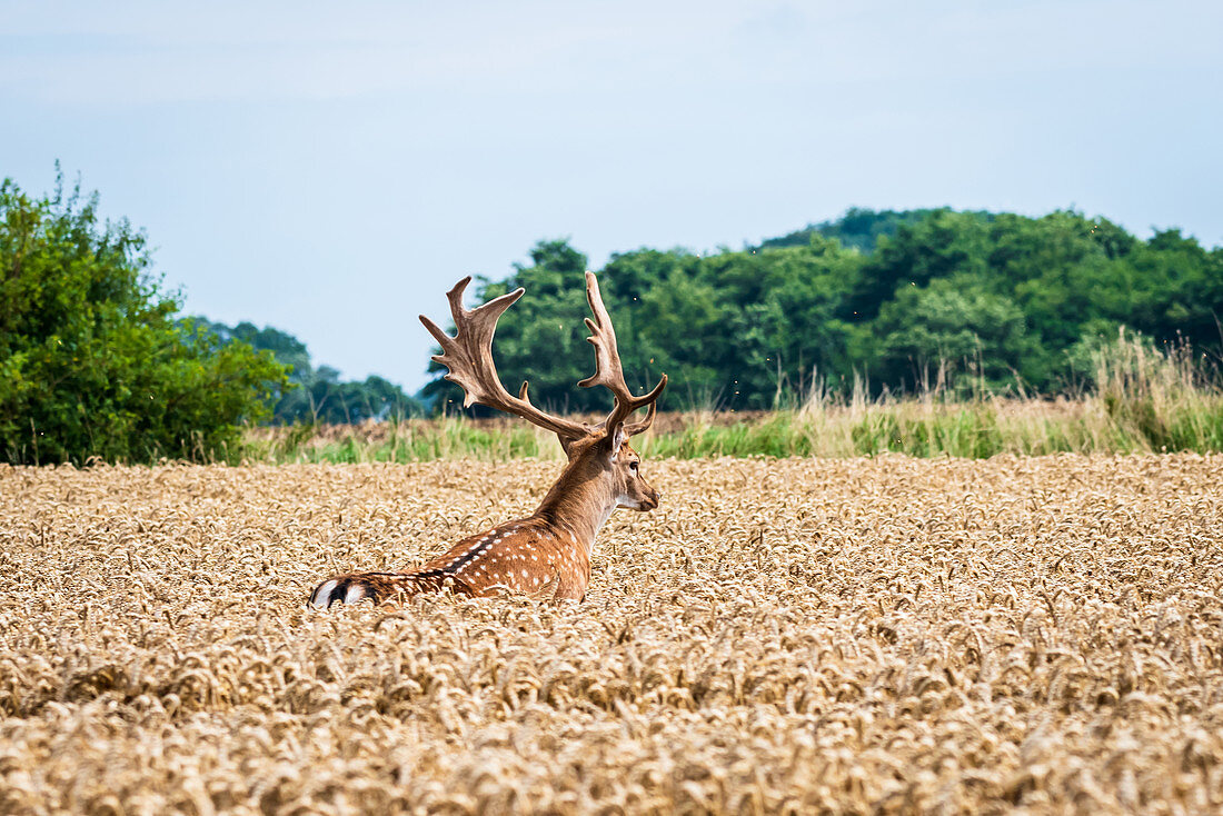 Fallow deer in motion in a wheat field, Georgshof, Ostholstein, Schleswig-Holstein, Germany