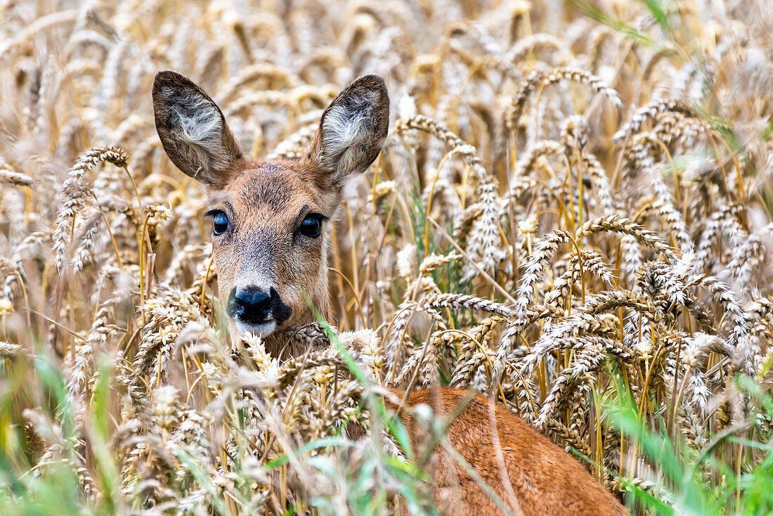 Female roe deer, Rikke, in the wheat field, Georgshof, East Holstein, Schleswig-Holstein, Germany