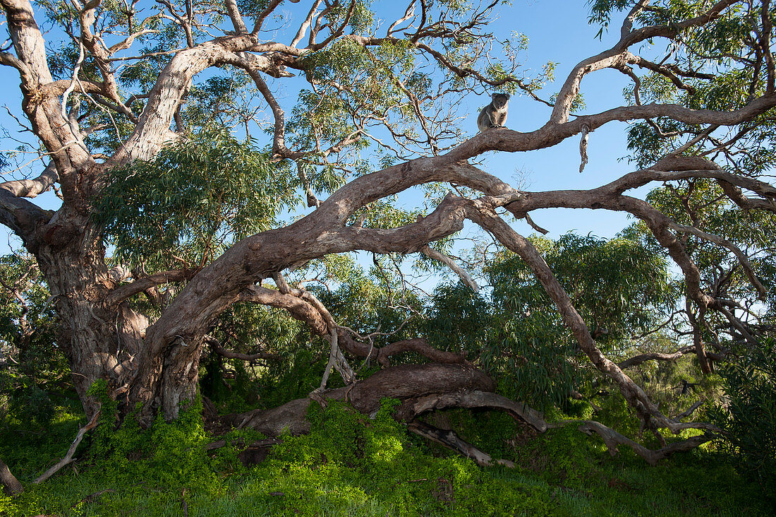 Koala (Phascolarctos cinereus) im Baum, Port Lincoln, Südaustralien, Australien