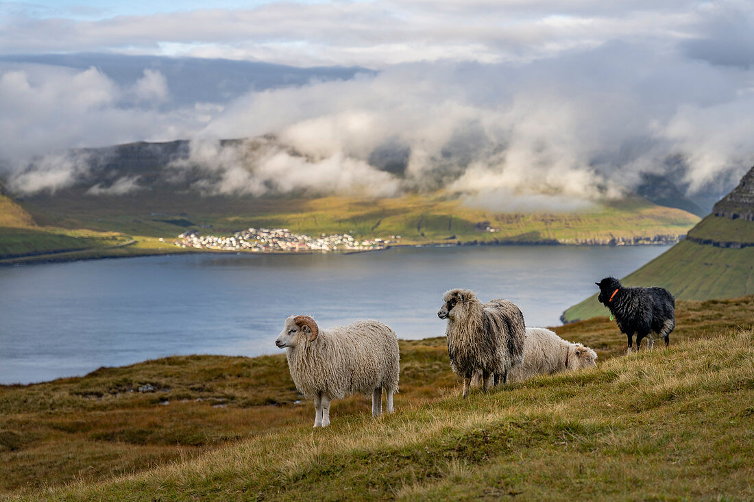 Schafe auf den grünen Weiden an den Hängen des Klakkur bei Klaksvík, Färöer Inseln