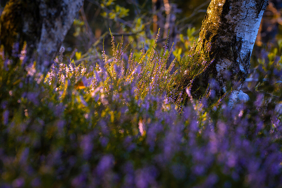 Heather blossoms in Spatenbräubilz, Egling, Germany